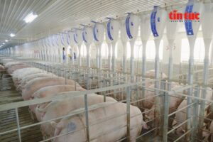 Ứng dụng khoa học công nghệ tạo đòn bẩy cho ngành chăn nuôi Việt Nam.